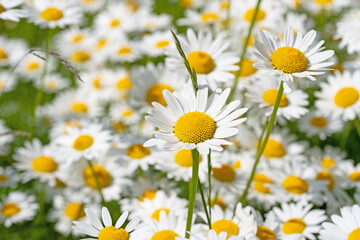 Fototapeta premium Blühende Margeriten, Leucanthemum, im Frühling