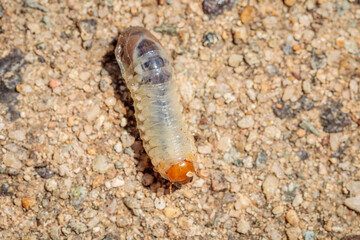 Beetle Larvae, Hughes, ACT, January 2021