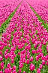 Colorful Tulips Fields, Holland, Netherlands, Europe