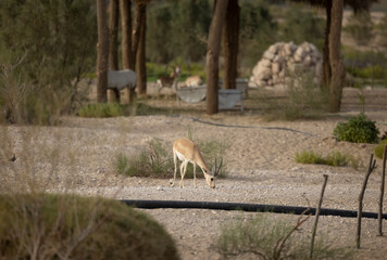 Arabian Sand Gazelle in natural habitat conservation area, Saudi Arabia  