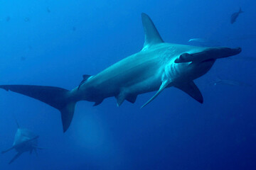 Obraz premium Hammerhead Shark, Sphyrna sp., Darwin and Wolf Islands, Galapagos Islands, Galapagos National Park, UNESCO World Heritage Site, Pacific Ocean, Ecuador, America