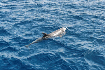 Obraz premium Dolphin underwater on on blue sea from boat in Red Sea, Egypt