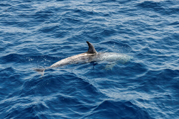 Fototapeta premium Dolphin underwater on on blue sea from boat in Red Sea, Egypt