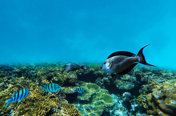 Fototapeta premium Underwater in colorful coral reef, fish in tropical sea, Red Sea, Egypt.
