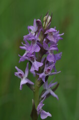 orchis n&eacute;glig&eacute;