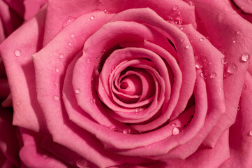Pink rose macro