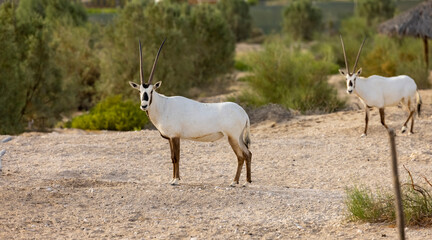 Arabian Oryx in captive natural habitat conservation program in Saudi Arabia