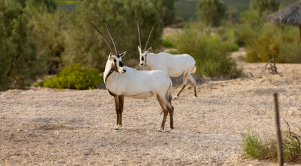 Arabian Oryx in captive natural habitat conservation program in Saudi Arabia