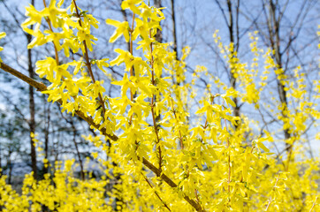 Forsythia bush in bloom