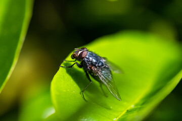 Mosca em folha verde