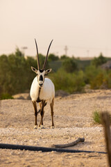 Arabian Oryx in captive natural habitat conservation program in Saudi Arabia