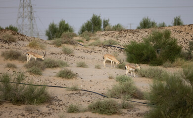Arabian Sand Gazelle in natural habitat conservation area, Saudi Arabia  