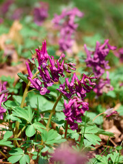 Purple corydalis flowers in forest on early spring