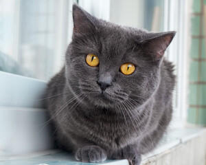 Fototapeta premium Portrait of a gray cat close up.