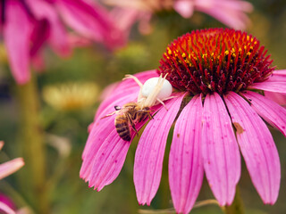 White widow spider (Latrodectus pallidus) caught a bee on flower of Echinacea