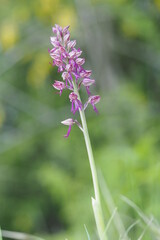 Obraz premium orchis militaire
