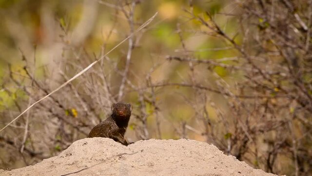 Common dwarf mongoose in alert in termite mound in Kruger National park, South Africa ; Specie Helogale parvula family of Herpestidae