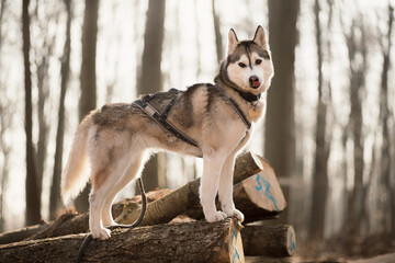 Naklejka na ściany i meble lovely siberian husky standing on a logpile in a forest in the spring