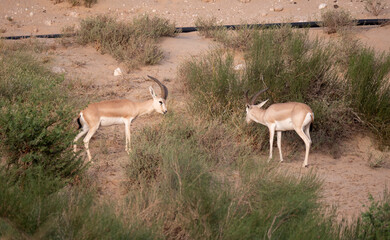 Arabian Sand Gazelle in natural habitat conservation area, Saudi Arabia  