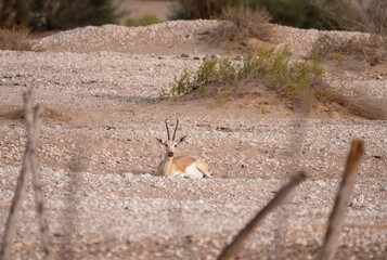 Arabian Sand Gazelle in natural habitat conservation area, Saudi Arabia  