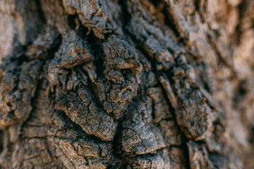 The texture of the bark of a large old tree on a sunny day. Close-up. Macro