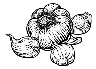 Garlic Vegetable Vintage Woodcut Illustration