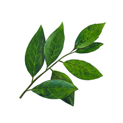 Green branch of laurel leaf isolated on white background.  Watercolor hand drawn illustration.
