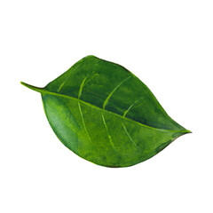 Fototapeta na wymiar Green laurel leaf isolated on white background. Watercolor hand drawn illustration.
