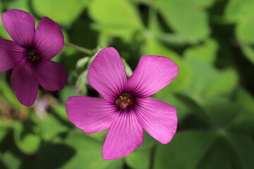 早春の庭に咲くイモカタバミのピンク色の花