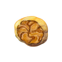 The half of nutmeg isolated on white background.  Watercolor hand drawn illustration.