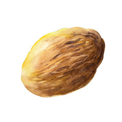 The nutmeg isolated on white background.  Watercolor hand drawn illustration. - 427213474