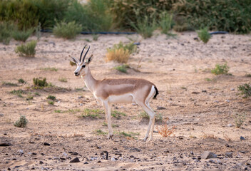 Arabian Sand Gazelle in natural habitat conservation area, Saudi Arabia  