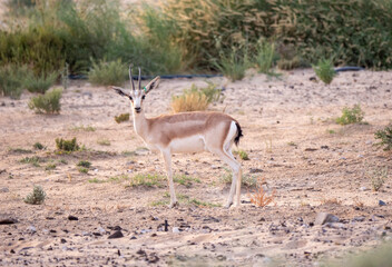 Arabian Sand Gazelle in natural habitat conservation area, Saudi Arabia  