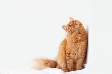 A bright red cat sits on a white background and looks up, copy space. World Cat Day