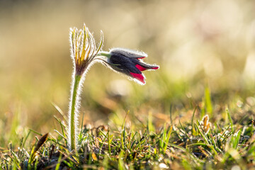 Anemone pulsatilla in a field in altitude