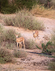 Arabian Reem Gazelle Fawn in natural habitat conservation area, Saudi Arabia  