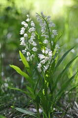 céphalantère à longues feuilles