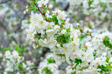 Blooming apple tree in spring time, Flowering Apple Tree