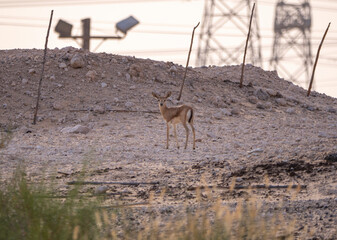 Arabian Reem Gazelle Fawn in natural habitat conservation area, Saudi Arabia  