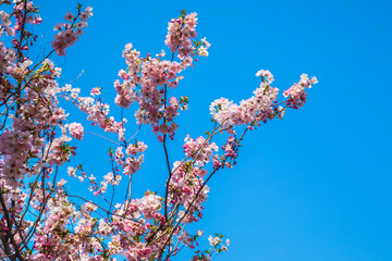 Blooming sakura branches on a background of blue sky