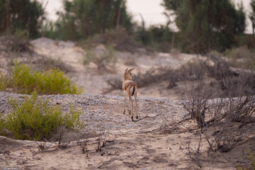 Arabian Reem Gazelle Fawn in natural habitat conservation area, Saudi Arabia  