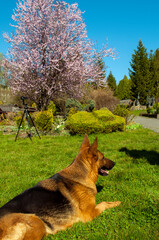 Naklejka premium German Shepherd dog on the grass resting under the spring sun