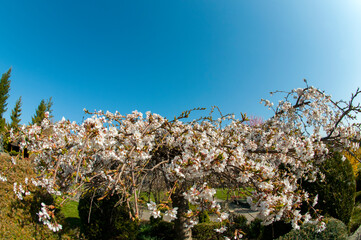 bloom of sakura in a local park under the open and blue sky on the background of the hotel
