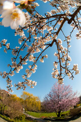 bloom of sakura in a local park under the open and blue sky on the background of the hotel