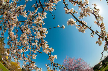bloom of sakura in a local park under the open and blue sky on the background of the hotel
