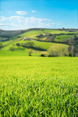 Beautiful landscape of country, green cultivated fields