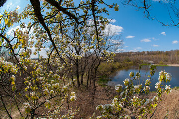White pear tree flower on natural background. Sunny spring day with beautiful blue sky blossom flowers with copy space