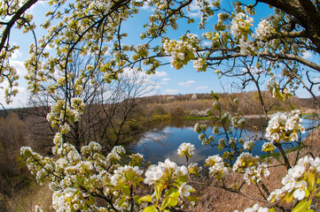 White pear tree flower on natural background. Sunny spring day with beautiful blue sky blossom flowers with copy space