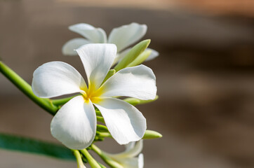White plumeria flowers on blurred background