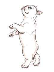 Cute french bulldog puppy standing on its hind legs. Vector illustration in hand drawn style
